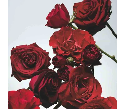 Red Roses Soap 3.5 Oz. 100g