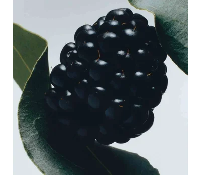 Blackberry & Bay Soap 3.5 Oz. 100g