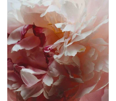 Peony & Blush Suede Hand Cream 30ml