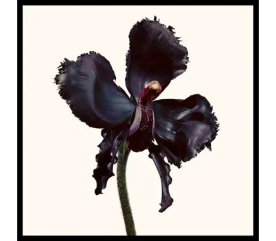 Black Orchid Reserve Parfum
