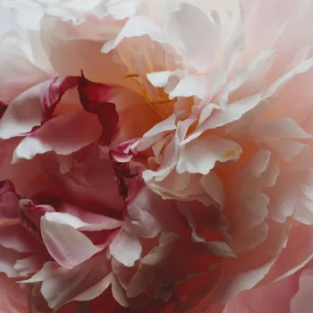 Peony & Blush Suede Room Spray 50ml