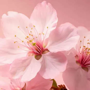 The Ritual of Sakura Hair & Body Mist 50ml