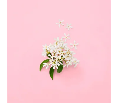 Flora Gardenia EDP